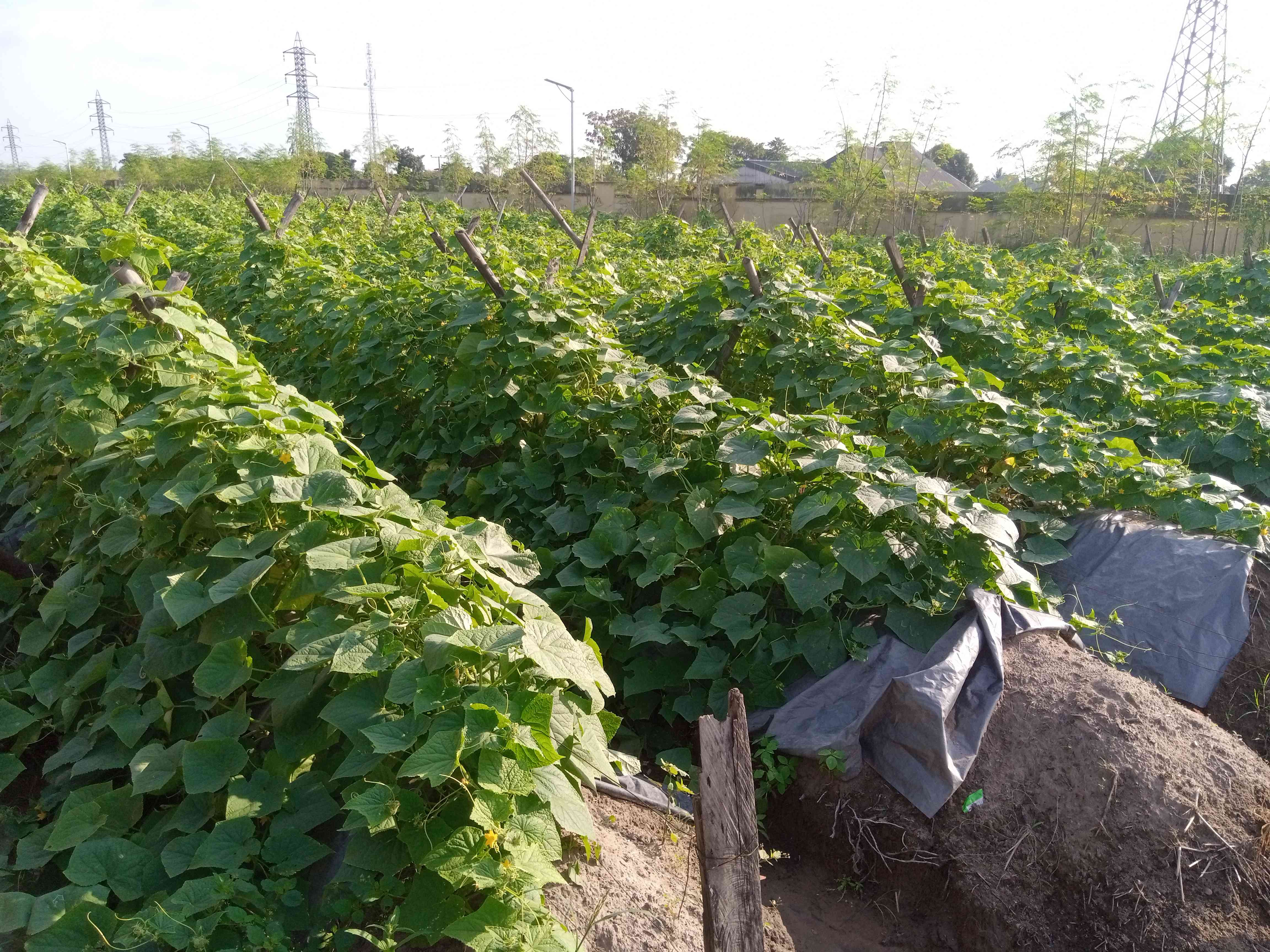 Songhai Modeled Farm (Integrated Water Resource Management Irrigation Scheme)