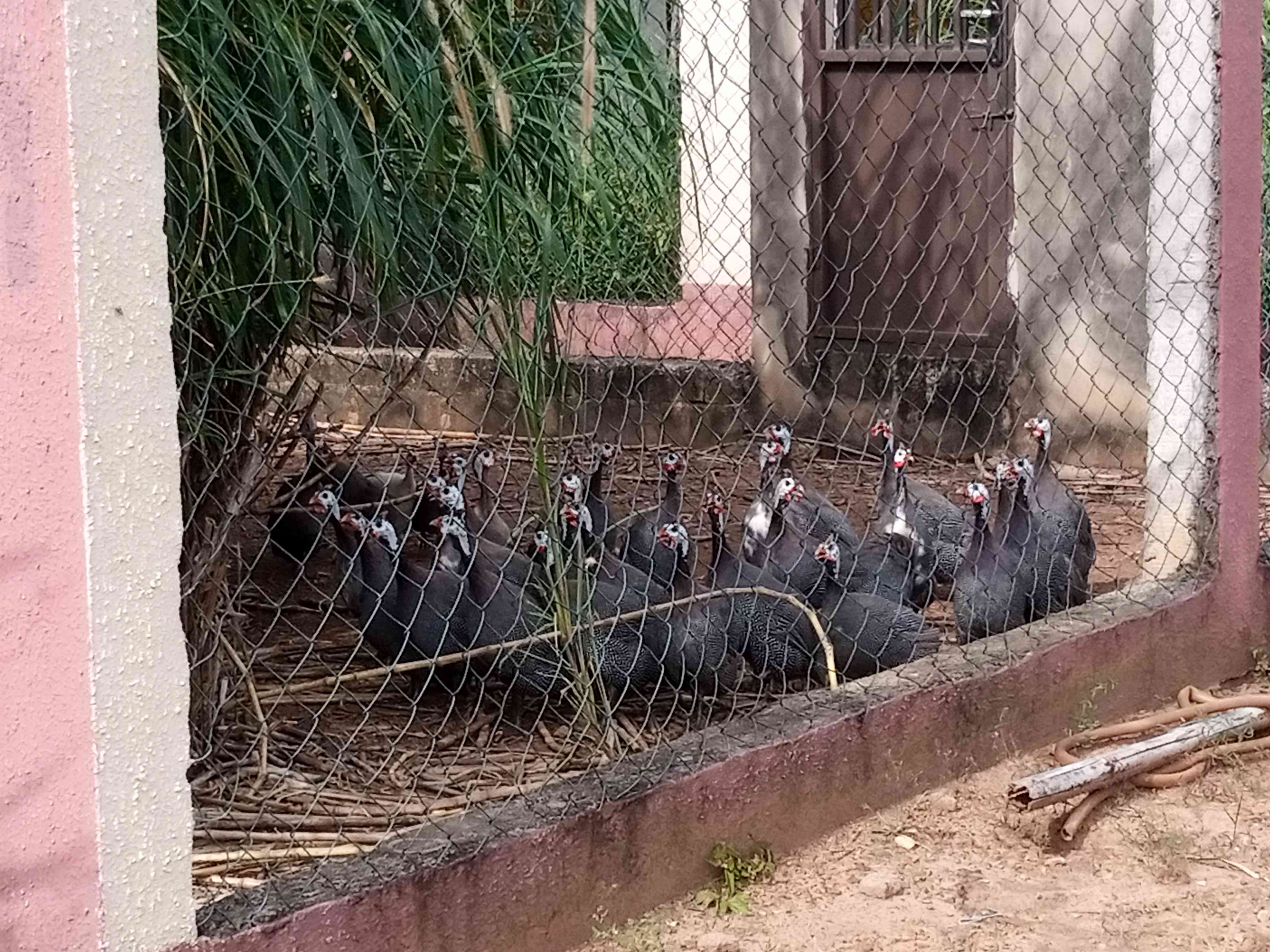 Songhai Modeled Farm (Integrated Water Resource Management Irrigation Scheme)