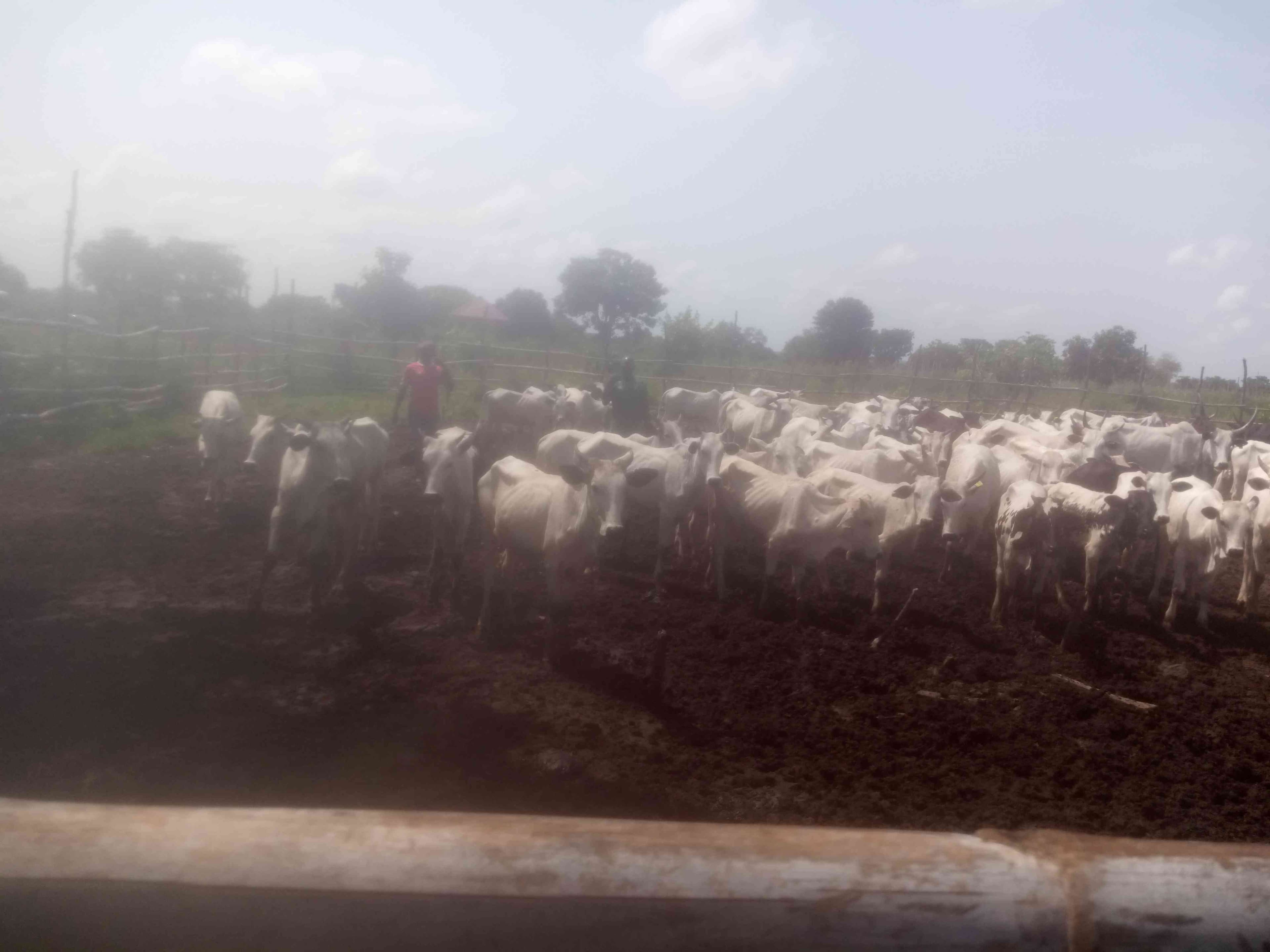 Stocking Of Poultry And Livestock Farm At Faculty Of Agriculture And Life Science