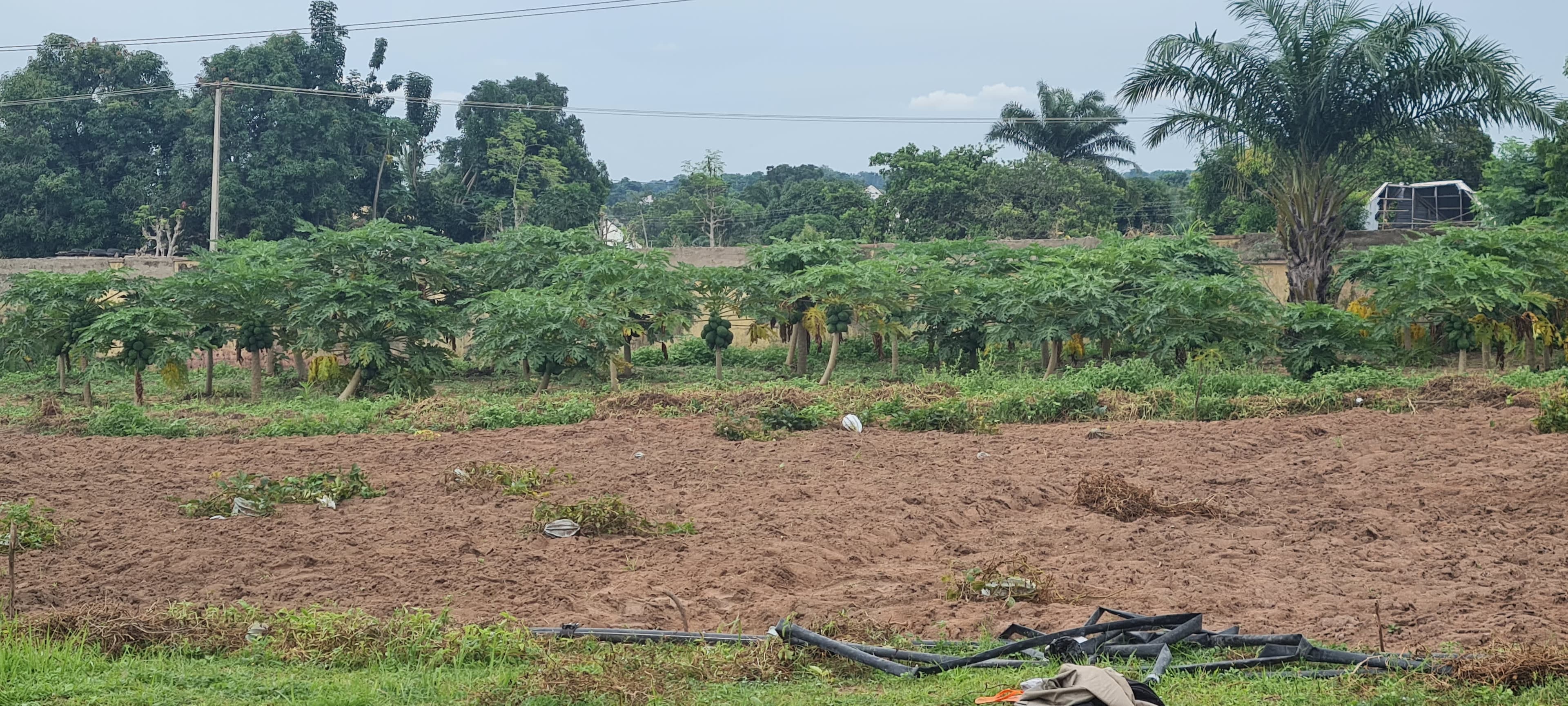 Establishment Of Proposed Shonghai Model Farm Centre